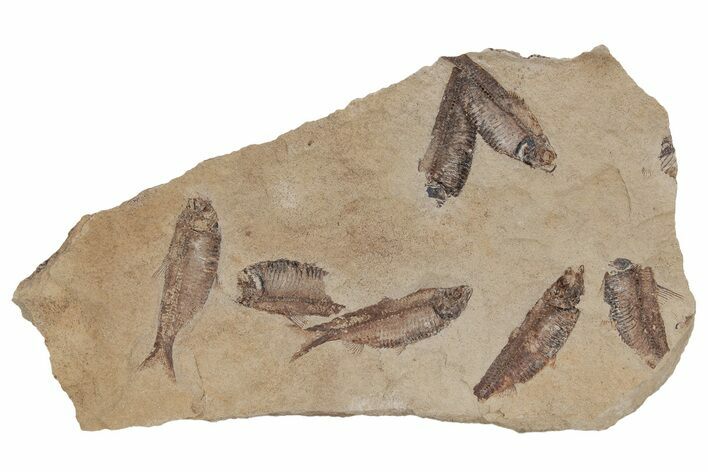 Fossil Fish (Gosiutichthys) Mortality Plate - Wyoming #212099